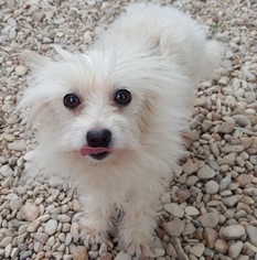 Medium Photo #1 Maltese-Unknown Mix Puppy For Sale in Garland, TX, USA
