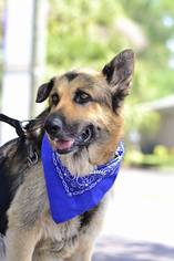 Medium Photo #1 German Shepherd Dog Puppy For Sale in Lithia, FL, USA