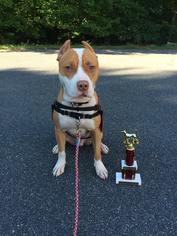 Staffordshire Bull Terrier Dogs for adoption in dartmouth, MA, USA