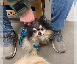 Pomeranian Dogs for adoption in Park Falls, WI, USA