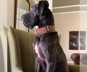 Great Dane Dogs for adoption in Peachtree City, GA, USA