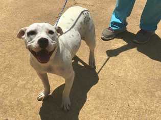 Bullypit Dogs for adoption in byhalia, MS, USA