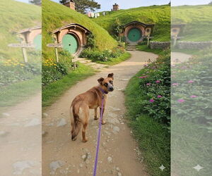 Mutt Dogs for adoption in Las Vegas, NM, USA