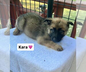 German Shepherd Dog-Unknown Mix Dogs for adoption in Brewster, NY, USA