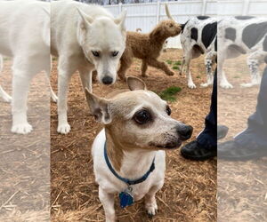 Chiweenie Dogs for adoption in Chatham, VA, USA