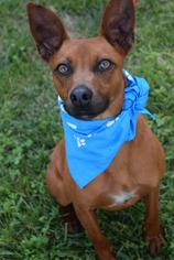 Miniature Pinscher-Unknown Mix Dogs for adoption in Brevard, NC, USA