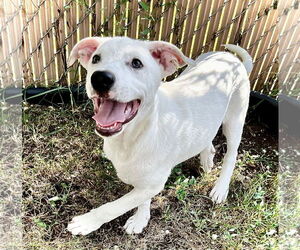 Mutt Dogs for adoption in Estherville, IA, USA