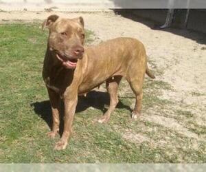 Staffordshire Bull Terrier Dogs for adoption in Gainesville, FL, USA