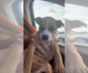 American Staffordshire Terrier-Unknown Mix Dogs for adoption in San Antonio, TX, USA