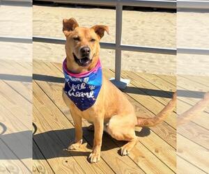 Labrador Retriever-Unknown Mix Dogs for adoption in Spring Lake, NJ, USA