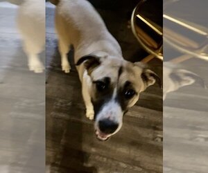 Anatolian Shepherd-Boxer Mix Dogs for adoption in Boston, MA, USA
