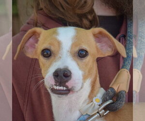 Medium Photo #2 Daug Puppy For Sale in Huntley, IL, USA