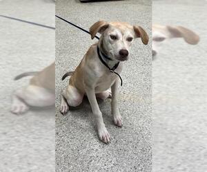 Labrador Retriever-Unknown Mix Dogs for adoption in Conroe, TX, USA