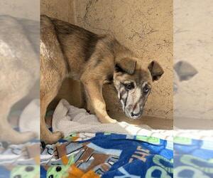 German Shepherd Dog-Unknown Mix Dogs for adoption in Oklahoma City, OK, USA
