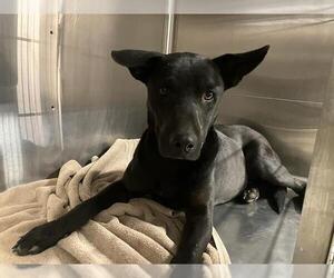 Shepradors Dogs for adoption in Grand Prairie, TX, USA