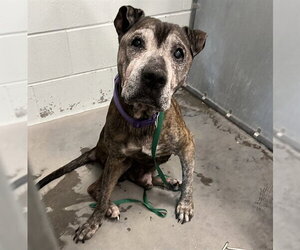 Plott Hound-Unknown Mix Dogs for adoption in Tavares, FL, USA
