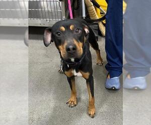 Rottweiler-Unknown Mix Dogs for adoption in Forestville, MD, USA