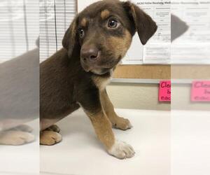 Labrador Retriever-Unknown Mix Dogs for adoption in Conroe, TX, USA