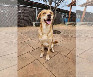 Carolina Dog-Labrador Retriever Mix Dogs for adoption in New Orleans, LA, USA