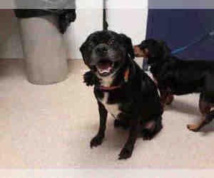 Puggle Dogs for adoption in Bakersfield, CA, USA