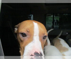 Labrador Retriever Dogs for adoption in Ocala, FL, USA