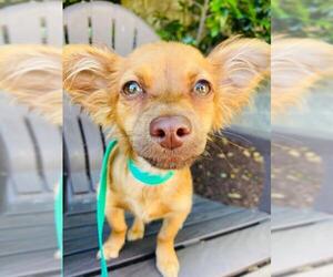 Chiweenie Dogs for adoption in Fair Oaks, CA, USA