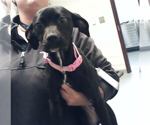 Labrador Retriever-Unknown Mix Dogs for adoption in Fayetteville, NC, USA