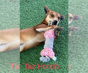 Chiweenie Dogs for adoption in Pipe Creek, TX, USA