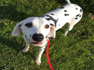 Dalmatian Dogs for adoption in Canfield, OH, USA