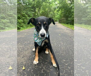 Collie-Unknown Mix Dogs for adoption in Germantown, OH, USA