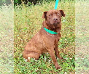 Labrador Retriever-Unknown Mix Dogs for adoption in Wetumpka, AL, USA
