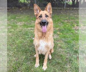 German Shepherd Dog-Unknown Mix Dogs for adoption in Modesto, CA, USA