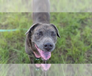 Labrador Retriever-Unknown Mix Dogs for adoption in Ocala, FL, USA