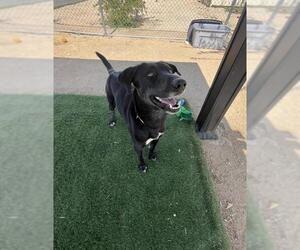Labrador Retriever-Unknown Mix Dogs for adoption in HESPERIA, CA, USA