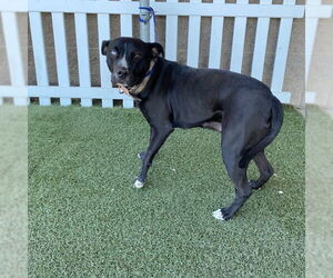 Labrador Retriever-Unknown Mix Dogs for adoption in Modesto, CA, USA
