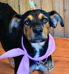 Labrottie Dogs for adoption in Prosser, WA, USA