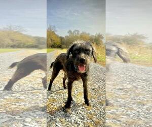 Poodle (Toy)-Unknown Mix Dogs for adoption in DuQuoin, IL, USA