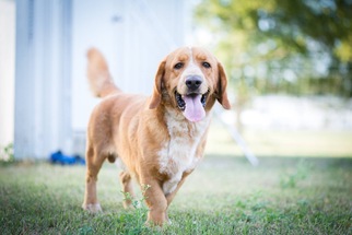 Basset Retriever Dogs for adoption in Von Ormy, TX, USA