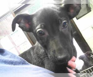 Shepradors Dogs for adoption in Tulsa, OK, USA