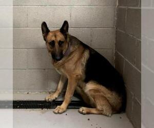 German Shepherd Dog Dogs for adoption in Hemet, CA, USA