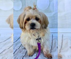 Shih Apso Dogs for adoption in Sherman Oaks, CA, USA
