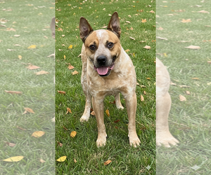 American Bulldog-Unknown Mix Dogs for adoption in Spotsylvania, VA, USA