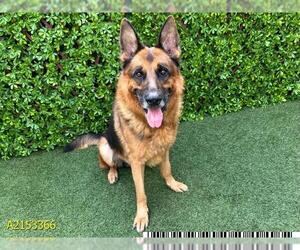 German Shepherd Dog Dogs for adoption in West Palm Beach, FL, USA