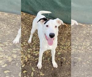 Beagle-Unknown Mix Dogs for adoption in MIDWAY, UT, USA