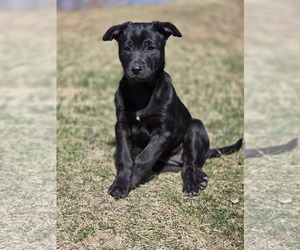 American Pit Bull Terrier-Unknown Mix Dogs for adoption in Chinook, MT, USA