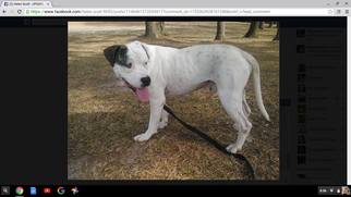 American Bulldog-Unknown Mix Dogs for adoption in Smithfield, NC, USA