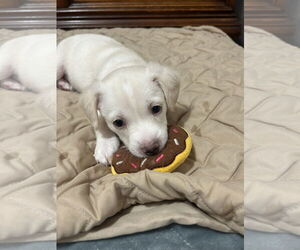 Mutt Dogs for adoption in Polson, MT, USA