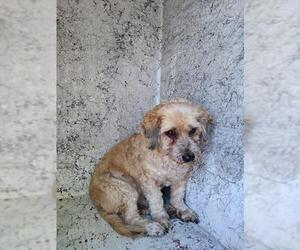 English Cocker Spaniel Dogs for adoption in Fort Lauderdale, FL, USA
