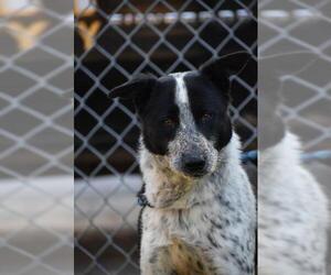 Border Collie Dogs for adoption in Tarboro, NC, USA