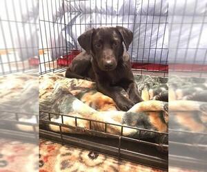 Labrador Retriever Dogs for adoption in Leonardtown, MD, USA